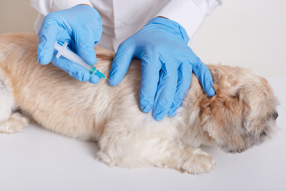 Selain Anjing, Hewan Ini Juga Dapat Menularkan Virus Rabies